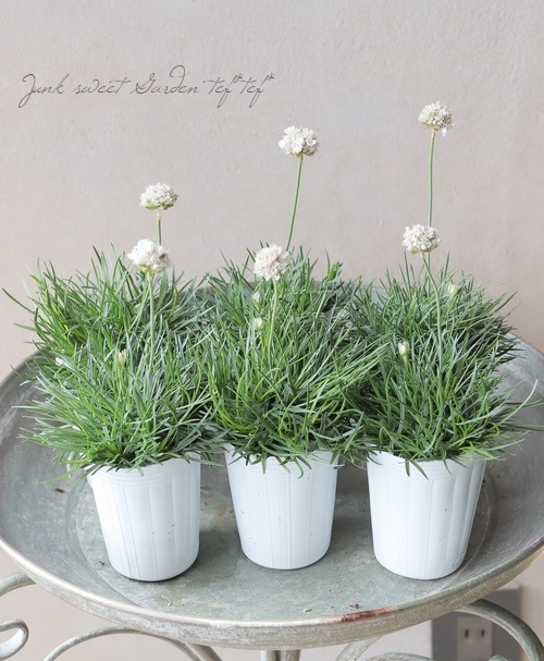 アルメリア 『スイートスノー』 コンパクト品種！ | すべての商品