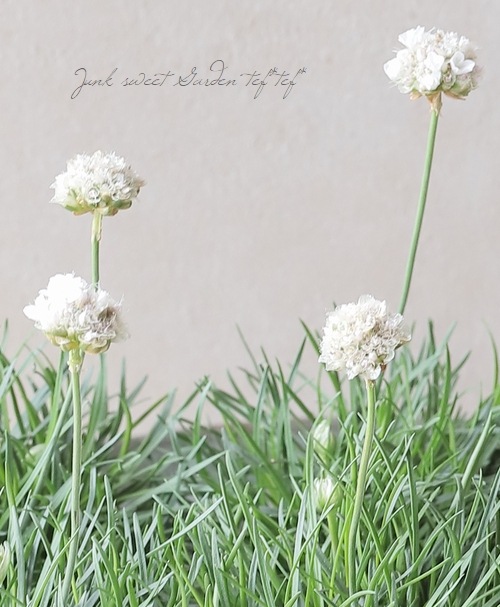 アルメリア 『スイートスノー』 コンパクト品種！ | すべての商品