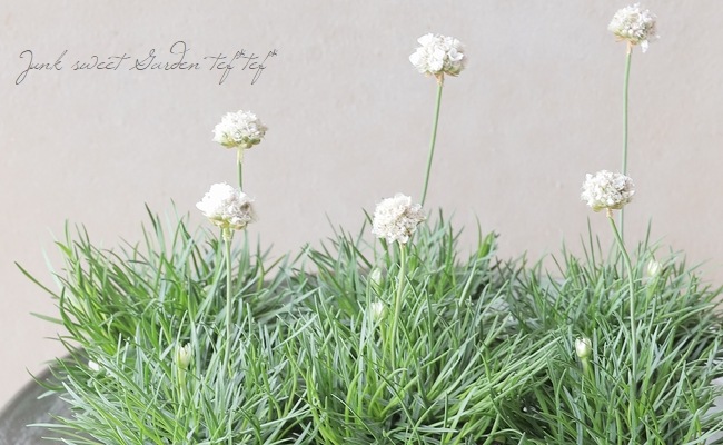 アルメリア 『スイートスノー』 コンパクト品種！ | すべての商品