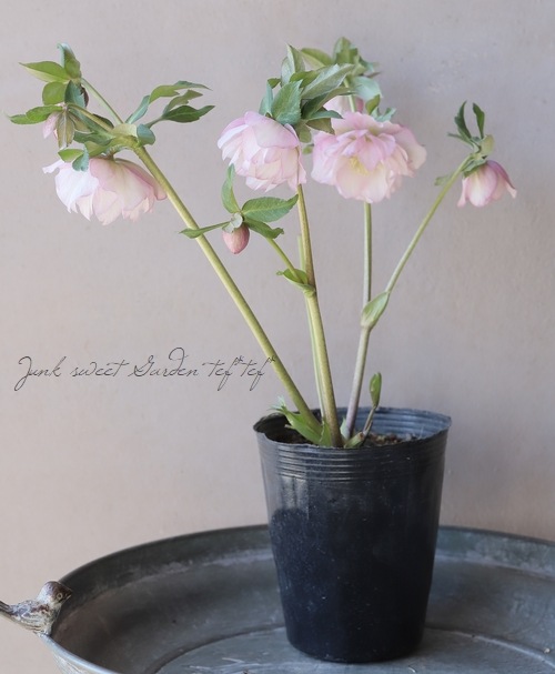 横山園芸・育種生産】 クリスマスローズ 『ダブル』 【3】 | すべての