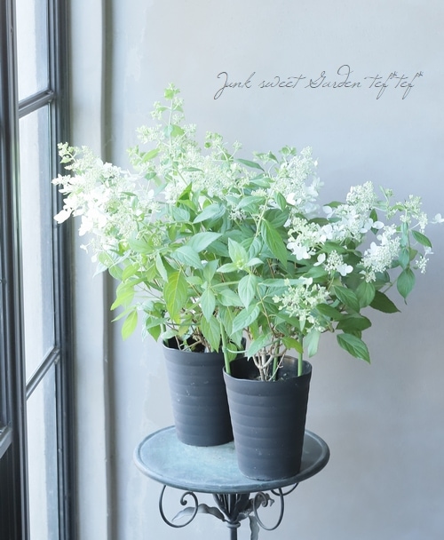 紫陽花・コンパクト品種ノリウツギ 『コンフェッティ』 | すべて