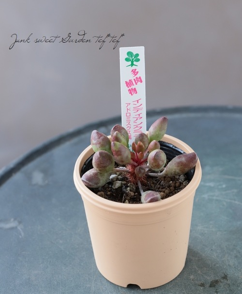 多肉植物 インディアンクラブ アドロミスクス属 いとうぐりーん すべての商品 Junk Sweet Garden Tef Tef