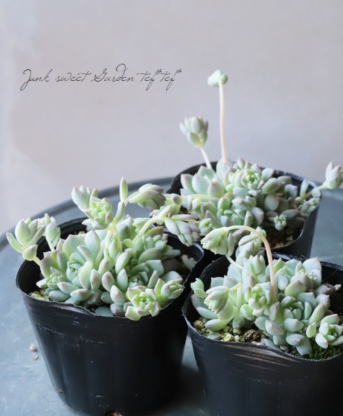 多肉植物】セダム 『プロリフェラ』☆夏の状態 | すべての商品