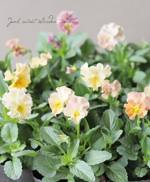 �������व��Υӥ��顡�إѥ��ƥ�ե��١��ڥ١������