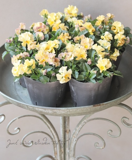 �������व��Υӥ��顡�إѥ��ƥ�ե��١��ڥ١������