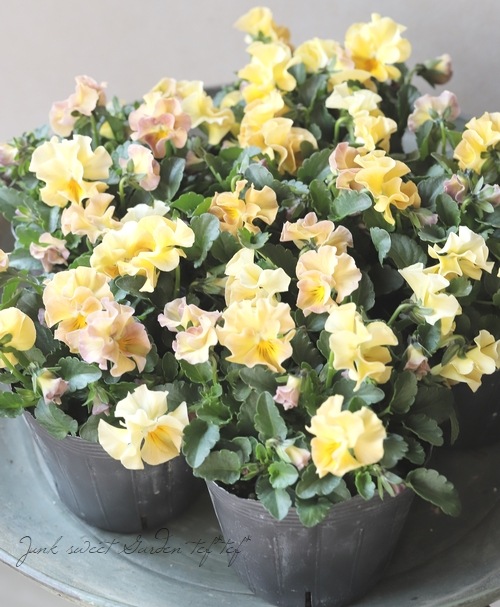 �������व��Υӥ��顡�إѥ��ƥ�ե��١��ڥ١������