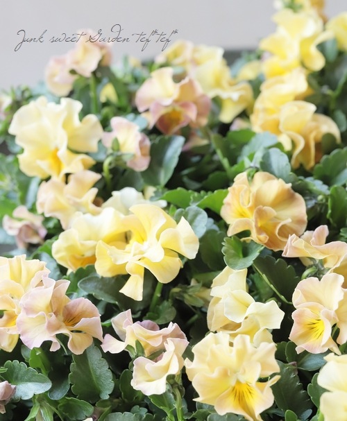 �������व��Υӥ��顡�إѥ��ƥ�ե��١��ڥ١������