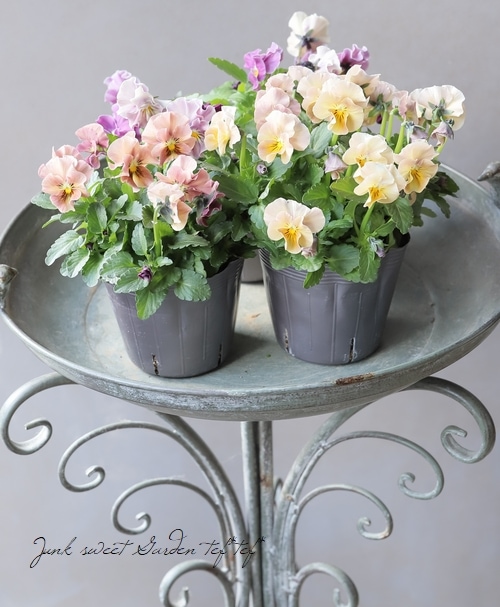 ○桂楓園さんのビオラ 『パステルフリル』 【ベージュ】 | すべての