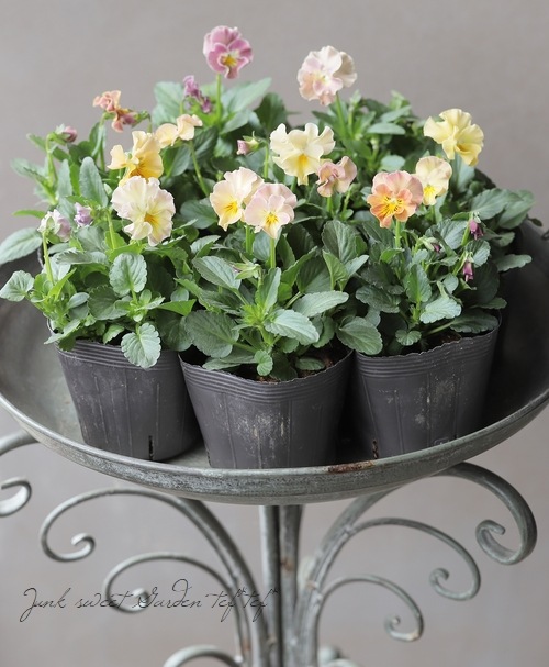 �������व��Υӥ��顡�إѥ��ƥ�ե��١��ڥ١������