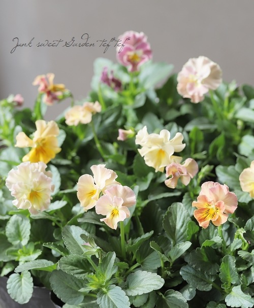 �������व��Υӥ��顡�إѥ��ƥ�ե��١��ڥ١������