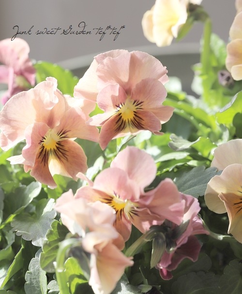 �������व��Υӥ��顡�إѥ��ƥ�ե��١��ڥ١������