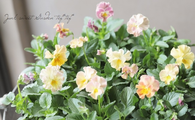 �������व��Υӥ��顡�إѥ��ƥ�ե��١��ڥ١������