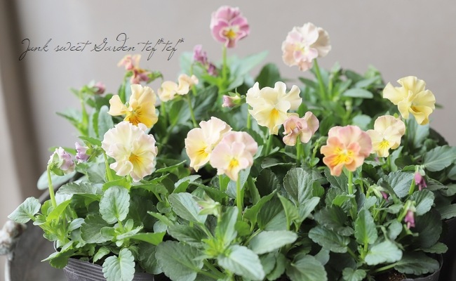 �������व��Υӥ��顡�إѥ��ƥ�ե��١��ڥ١������