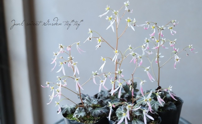 カラス葉人字草 『紫人字草』 | すべての商品 | | Junk sweet Garden