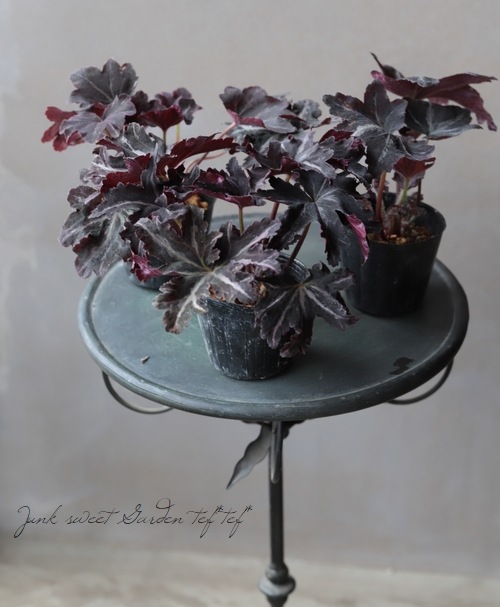 カラス葉人字草 『紫人字草』 | すべての商品 | | Junk sweet Garden