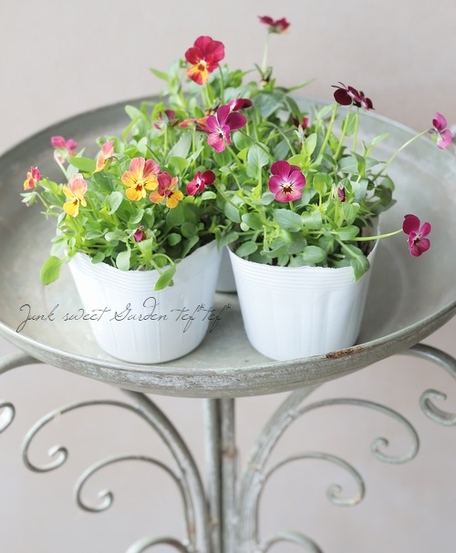 ○ROKA HEARTS 育種ビオラ 『ビオレッタルーキーズ』 【F】 | すべての