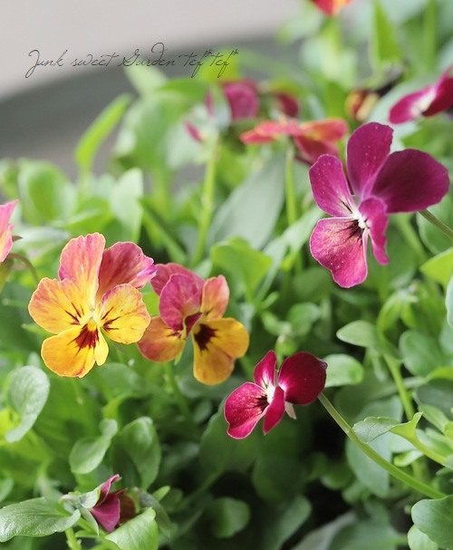 ○ROKA HEARTS 育種ビオラ 『ビオレッタルーキーズ』 【F】 | すべての