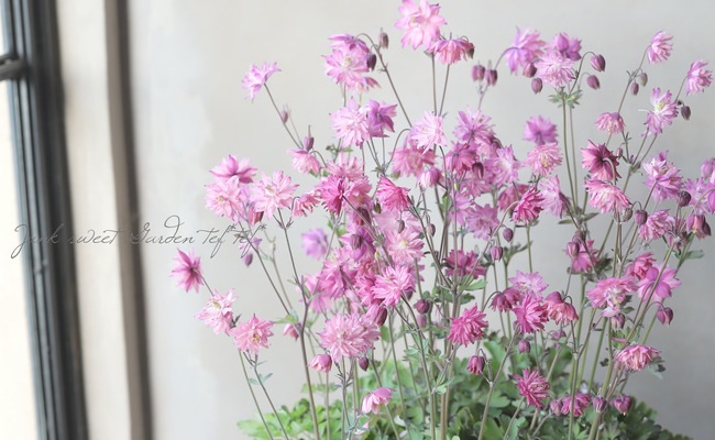 Flowerさま国産素焼き5号鉢たまごを抱いたうさぎさん両面仕様クラシックローズ LUXURY SELECTION】『試作品種E』tef*tef*オリジナル！オダマキ【咲き
