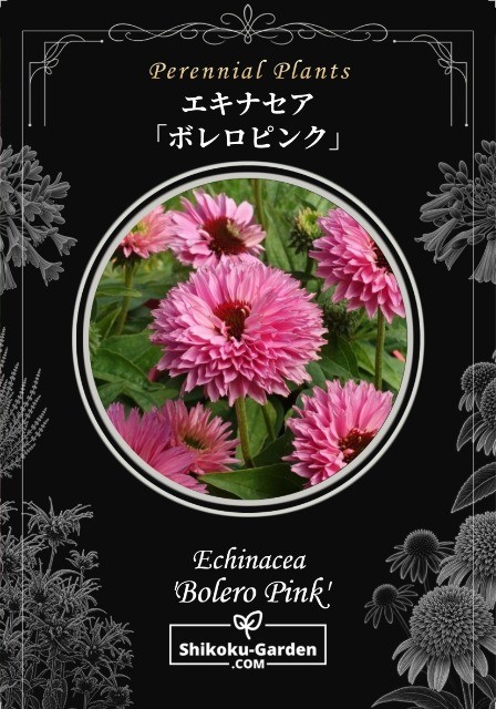 八重咲きエキナセア『ボレロピンク』 | すべての商品 | | Junk sweet