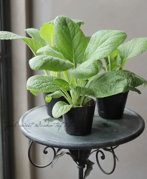 �������ꥹ �إ��ץꥳ�åȥǥ饤�ȡ�