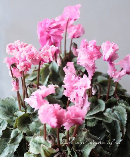 ガーデンミニシクラメン・ポンポンフリンジ 『ピンク』 | すべての商品