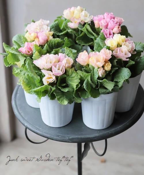 むぎさま専用 画像+バラ5点セット プリムラ・M'sセレクション 『バラ咲きピーチ』 試作品種 | すべての