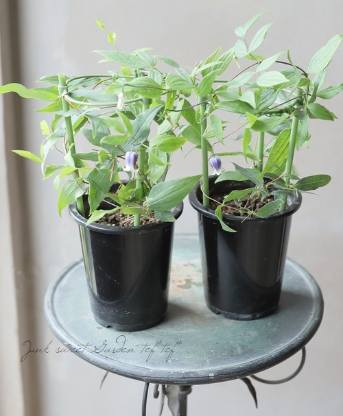 希少新品種！壺型クレマチス・ヴィオルナ系 『雫 -しずく-』 | すべて