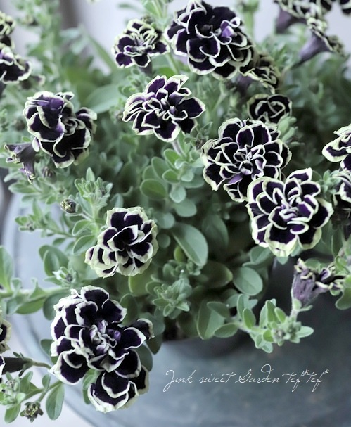 八重咲きペチュニア 花衣 黒真珠 すべての商品 Junk Sweet Garden Tef Tef