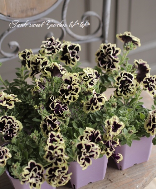 八重咲きペチュニア 花衣 黒真珠 すべての商品 Junk Sweet Garden Tef Tef