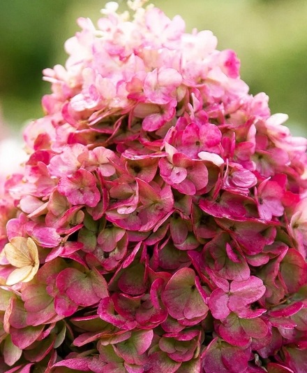 紫陽花・ノリウツギ 『Living Pinky Promise -ピンクープロミス