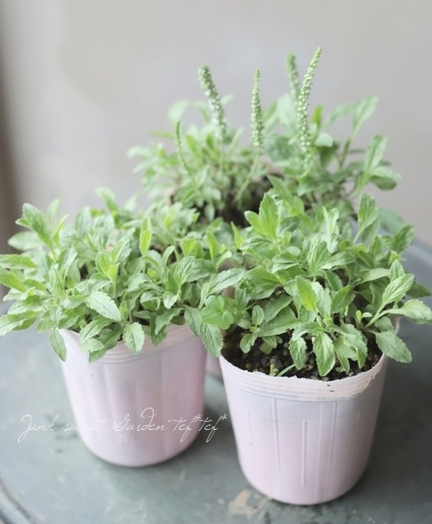 �ɺ��٥��˥����إ֥롼�ơ����