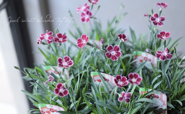 ダイアンサス いちごドロップ 花日和オリジナル品種 すべての商品 Junk Sweet Garden Tef Tef