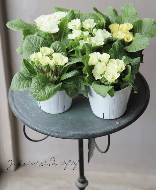 プリムラ・ジュリアン 『モネ』 ホワイトライムカラー | すべての商品