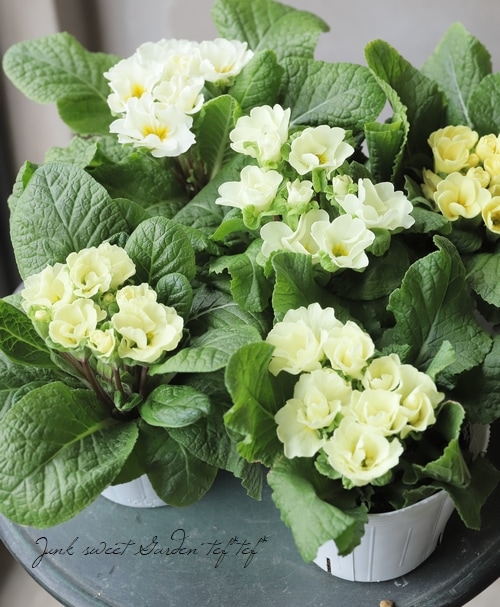 プリムラ・ジュリアン 『モネ』 ホワイトライムカラー | すべての商品