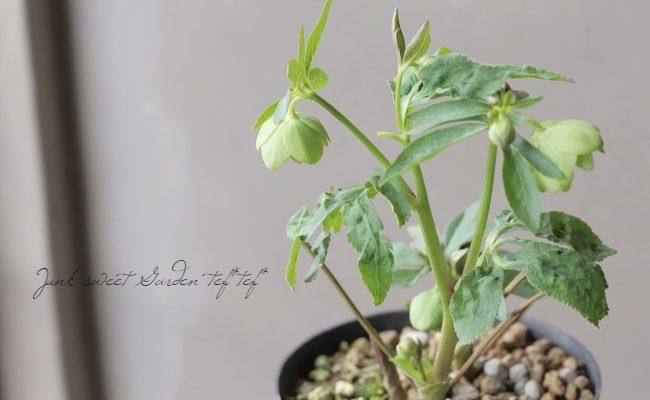 大和園】 クリスマスローズ・デュメトルムハイブリッド 『小輪グリーン