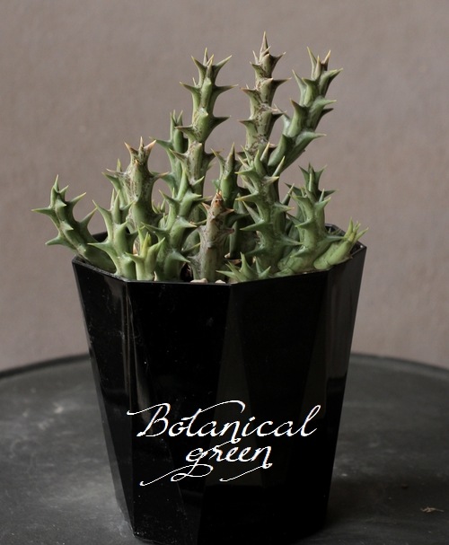 多肉植物 オルベア 『デュメリ』 | すべての商品 | | Junk sweet