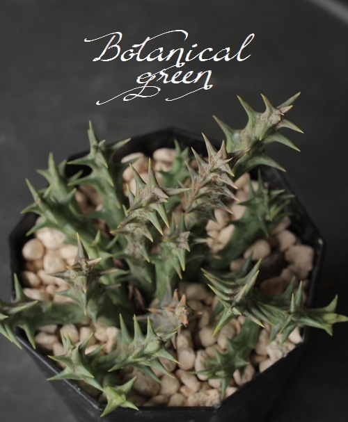 多肉植物 オルベア 『デュメリ』 | すべての商品 | | Junk sweet