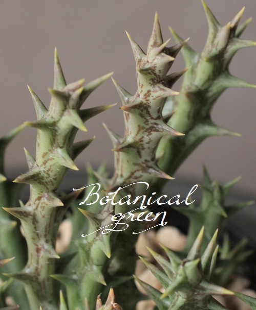 多肉植物 オルベア 『デュメリ』 | すべての商品 | | Junk sweet