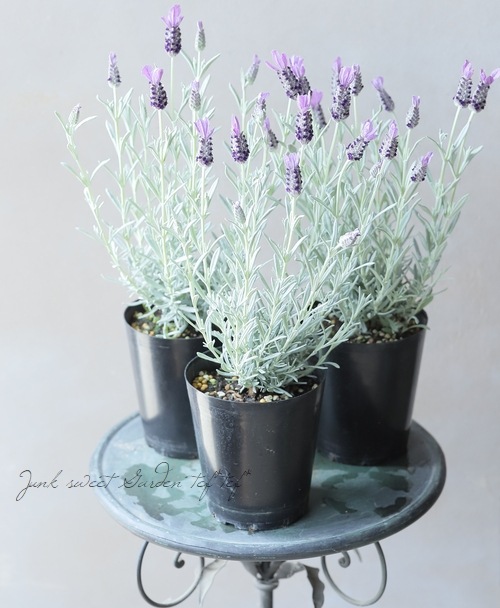 プラチナラベンダー シルバーアヌーク すべての商品 Junk Sweet Garden Tef Tef