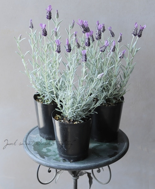 プラチナラベンダー 『シルバーアヌーク』 | すべての商品 | | Junk