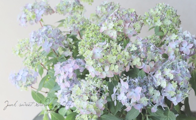 ڵȲҤ ۲֡ŷ-ޥƥܥ-  ڥ֥롼