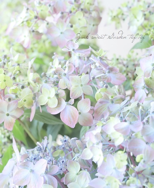 ڵȲҤ ۲֡ŷ-ޥƥܥ-  ڥ֥롼