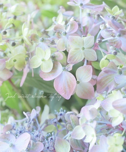 ڵȲҤ ۲֡ŷ-ޥƥܥ-  ڥ֥롼