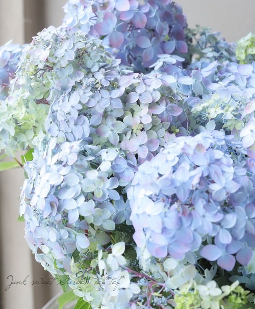 ڵȲҤ ۲֡ŷ-ޥƥܥ-  ڥ֥롼