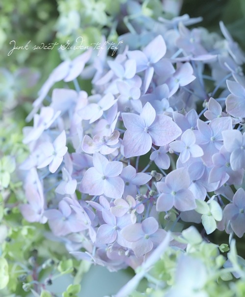 ڵȲҤ ۲֡ŷ-ޥƥܥ-  ڥ֥롼