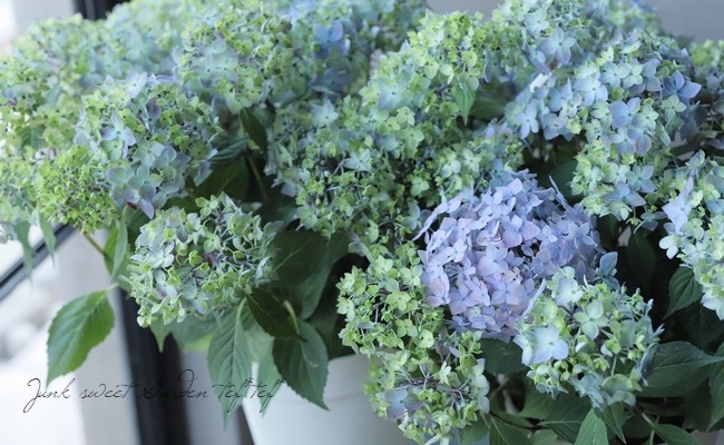 ڵȲҤ ۲֡ŷ-ޥƥܥ-  ڥ֥롼