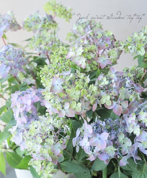 ڵȲҤ ۲֡ŷ-ޥƥܥ-  ڥ֥롼