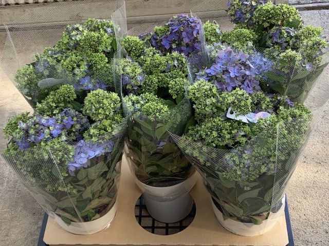 ڵȲҤ ۲֡ŷ-ޥƥܥ-  ڥ֥롼