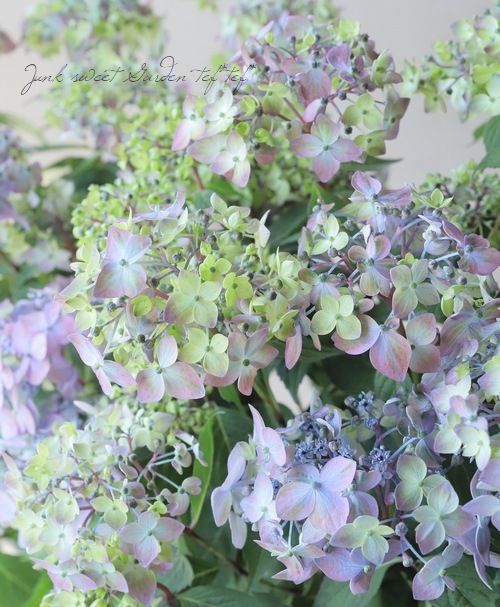 ڵȲҤ ۲֡ŷ-ޥƥܥ-  ڥ֥롼