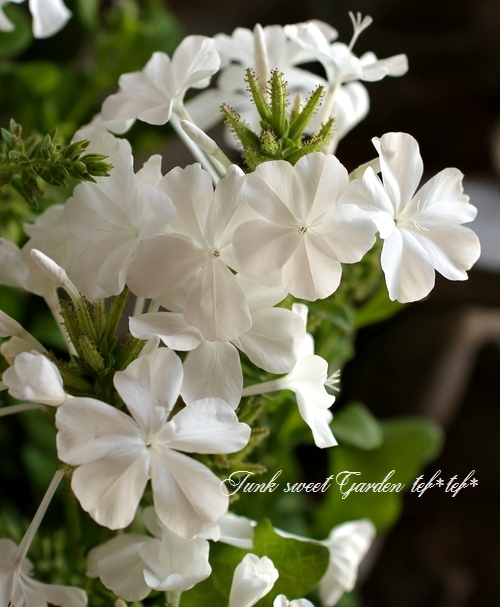 プルンバーゴ』 『ルリマツリ』 【ホワイト】 | すべての商品 | | Junk